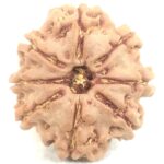 8 Mukhi Rudraksha - Nepal