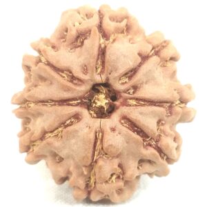 8 Mukhi Rudraksha - Nepal
