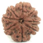 8 Mukhi Rudraksha - Nepal