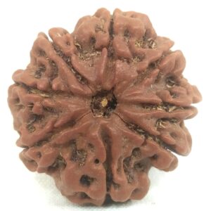 8 Mukhi Rudraksha - Nepal