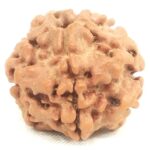 Nepali 1 Mukhi Round Rudraksha