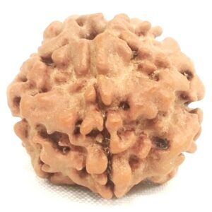 Nepali 1 Mukhi Round Rudraksha