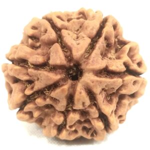 Collector 7 Mukhi Rudraksha Nepal