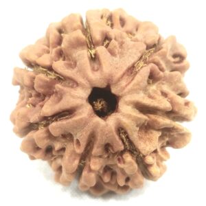 Collector 7 Mukhi Rudraksha Nepal
