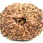 Collector 15 Mukhi Rudraksha - Java