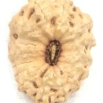 Collector 15 Mukhi Rudraksha - Java