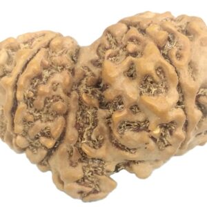 Gauri Shankar Ganesh Rudraksha - 10 Mukhi