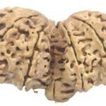 Collector Gauri Shankar Ganesh Rudraksha - 11 Mukhi