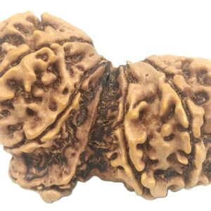 Rare Super Collector Gauri Shankar Ganesh Rudraksha - 11 Mukhi