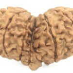 Rare Collector Gauri Shankar Ganesh Rudraksha - 13 Mukhi