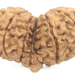 Rare Collector Gauri Shankar Ganesh Rudraksha - 13 Mukhi