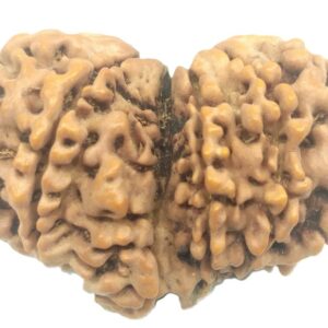 Rare Collector Gauri Shankar Ganesh Rudraksha - 13 Mukhi