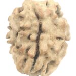 Rare 1 Mukhi Rudraksha With Single Seed