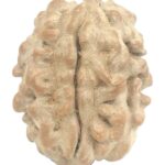 Rare 1 Mukhi Rudraksha With Single Seed