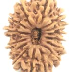 Collector 15 Mukhi Rudraksha - Nepal