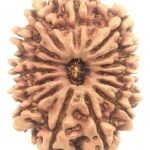 15 Mukhi Rudraksha - Nepal - Collector Size - 27.65 mm