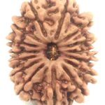 Collector 15 Mukhi Rudraksha - Nepal