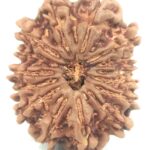 Collector 15 Mukhi Rudraksha - Nepal