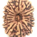 Super Collector 15 Mukhi Rudraksha - Nepal
