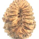 Collector 19 Mukhi Rudraksha
