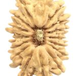 16 Mukhi Rudraksha - 21.81 mm - Nepal