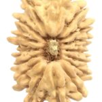 16 Mukhi Rudraksha - Nepal