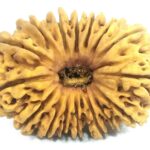 Super Collector 16 Mukhi Rudraksha - Nepal