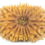 Super Collector 16 Mukhi Rudraksha - Nepal
