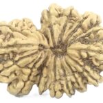 Rare Collector Size 16 Mukhi Gauri Shankar Rudraksha