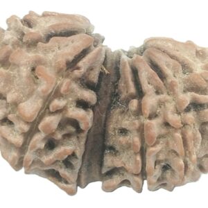 Rare Collector Size 16 Mukhi Gauri Shankar Rudraksha