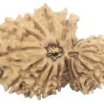 Rare 17 Mukhi Garbh Gauri Rudraksha - Nepal