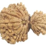 Rare 17 Mukhi Garbh Gauri Rudraksha - Nepal