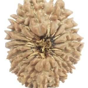 18 Mukhi Rudraksha - Nepal