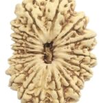 Rare Super Collector Size 18 Mukhi Rudraksha - Nepal