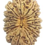 Rare Super Collector Size 18 Mukhi Rudraksha - Nepal