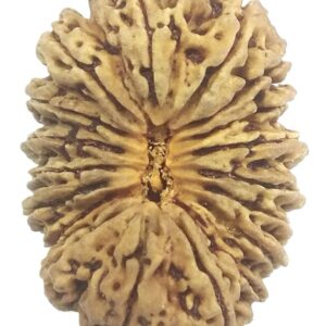 Rare Super Collector Size 18 Mukhi Rudraksha - Nepal