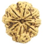 Rare Super Collector Size 8 Mukhi Rudraksha With 8 Complete Seeds - Nepal