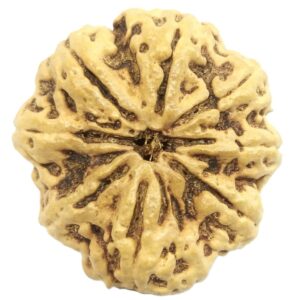 Rare Super Collector Size 8 Mukhi Rudraksha With 8 Complete Seeds - Nepal