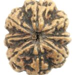 Rare Super Collector Size 8 Mukhi Rudraksha With 8 Complete Seeds - Nepal