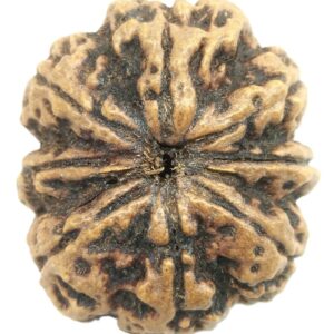 Rare Super Collector Size 8 Mukhi Rudraksha With 8 Complete Seeds - Nepal