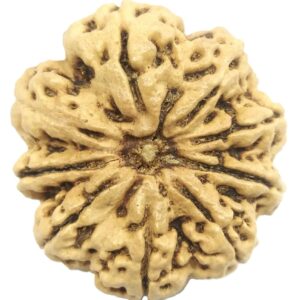 Rare Super Collector 9 Mukhi Rudraksha with 9 Complete Seeds - Nepal