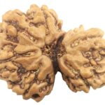 Rare Super Collector Size Gauri Shankar Rudraksha - 6 Mukhi