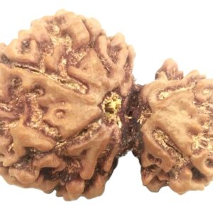 Collector Gauri Shankar Rudraksha - 7 Mukhi
