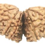 Super Collector Size 14 Mukhi Gauri Shankar Rudraksha