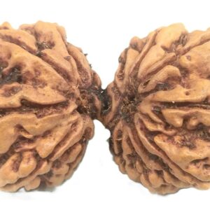Super Collector 15 Mukhi Gauri shankar Rudraksha - Nepal