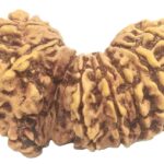 Rare Collector Size 17 Mukhi Gauri Shankar Rudraksha