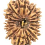 17 Mukhi Rudraksha - Nepal - Collector Size