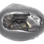 Yoga Narsimha Shaligram