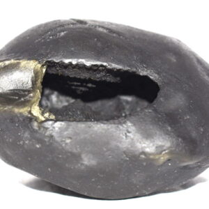 Damodar Shaligram