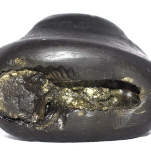 Kamsa Mardana Shaligram